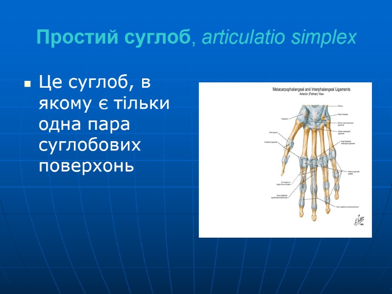 Простий суглоб, articulatio simplex Це суглоб, в якому є тільки одна пара суглобових поверхонь